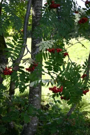Die Eberesche ist ein Baum oder ein Strauch mit leuchtend roten Früchten und gefiederten Blättern.