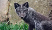 Polarfuchs Kalle ist neu im Zoo.