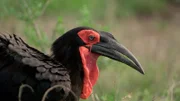 Von Hornraben gibt es 54 verschiedene Vogelarten, die in Gruppen von zwei bis zwölf Tieren leben. Hornraben können bis zu 50 Jahre alt werden und der Südliche Hornrabe gilt bereits als gefährdete Vogelart.