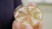 Ein Team der BOKU Wien hat einen Hefestamm genetisch so verändert, dass er sich von CO2 ernährt.