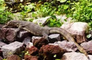 Waran im Sungei Buloh Wetland Reserve.
