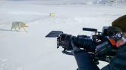 PHOENIX POLARWÖLFE, "Überleben in Kanadas Arktis", am Freitag um 22:30 Uhr. Geduld ist bei Tierfilmern generell gefragt, aber die Polarwölfe von Ellesmere haben Kameramann Ivo Nörenberg auf eine besonders harte Probe gestellt. Weitere Fotos auf Anfrage.