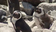 Pinguin mit Küken.