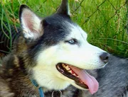 Ein Mann wird erschossen in seinem Haus gefunden. Vom Täter fehlt jede Spur. Nur sein treuer Hund liefert den Ermittlern den entscheidenden Hinweis.