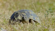 Schildkröte.