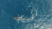 Buckelwale in der Saldanha Bay (Südafrika).