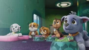 v.li.: Marshall, Rubble, Skye, Chase, Rocky