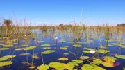 Nach der extremen Trockenzeit sorgt der eintretende Regen dafür, dass viele Pflanzen wieder wachsen können. Auch der schwimmende Teppich aus Seerosen ist zurück.