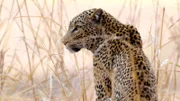 Der afrikanische Kontinent begeistert mit all seinen Extremen. Am Rand des berühmten Kruger-Nationalparks liegt das MalaMala-Reservat, Teil der größten Wildnis Südafrikas und Heimat der "Big Five" Afrikas.
