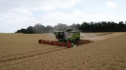 In der Magdeburger Börde wird der Winterweizen geerntet. Dürre-Perioden lassen die Ernte immer schlechter ausfallen.