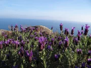 Die Macchia ist geblieben; schon die alten Römer haben alle Bäume auf Elba gefällt.