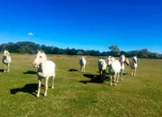 Camargue-Pferde in der Natur.