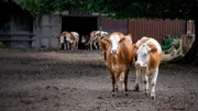 Wie kommt das Steak eigentlich auf meinen Tisch? Und warum werden Lebensmittel teurer? Die zweiteilige Doku-Reihe erklärt das System Landwirtschaft.