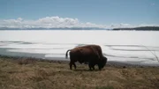 Bison am vereisten Yellowstone Lake.