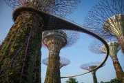 Eine Gruppe von "Solarb&auml;umen", sogenannten "Supertrees" in Singapur. Diese pflanzenbewachsenen Stahlger&uuml;ste dienen nicht nur der Aufzucht von seltenen Pflanzen. Auch wird mittels Photovoltaik Elektrizit&auml;t f&uuml;r Beleuchtung und K&uuml;hlsysteme gewonnen, und es werden die Niederschl&auml;ge zur Bew&auml;sserung der Pflanzen gesammelt.
