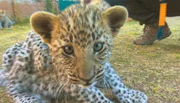 Auch Leoparden waren mal süße kleine Kätzchen.