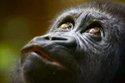 Lakoko in the Forest.