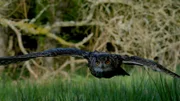 Geräuschlos gleitet der Uhu durch den Wald.