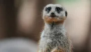 Der Loro Park erwartet zwei neue Erdmännchen aus Madrid. Bevor die quirligen Mitbewohner zu dem Weibchen ins Gehege können, müssen sie aber erst mal eine Weile in der Klinik unter Quarantäne bleiben.