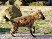 Tüpfelhyäne im Tierpark Berlin.
