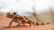 A thorny devil crawling through red sand.