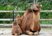 Dromedargehege im Berliner Zoo: Eines der Jüngsten der Herde ist Samira.