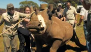 Nashornweibchen Valerie wird bald ins sichere Namibia übersiedeln.