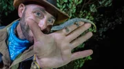 Coyote holds the spiny tailed gecko.