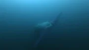 Gezeitenturbinen vor der schottischen Küste nutzen die Kraft von Ebbe und Flut, um sauberen Strom für die Shetland-Inseln zu generieren.