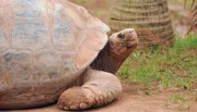 Neues Weibchen für Tom: Lange musste Galapagos-Schildkröte Tom alleine im Gehege leben. Denn für seine kleine Gefährtin war er ein zu stürmischer Liebhaber.