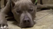 Picture of dog.