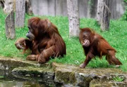 rbb Fernsehen PANDA, GORILLA & CO., TEIL 181, "Geschichten aus dem Zoo Berlin und dem Tierpark Berlin", am Freitag um 20:15 Uhr. Orang-Utan Mücke und Tochter Satu im Zoo Berlin