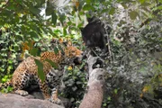 Jaguardame Negra hat Nachwuchs bekommen - un das völlig unerwartet! Ganz heimlich hat sie in einer Ecke des Innen Geheges zwei kleine Babys zur Welt gebracht: das eine schwarz wie sie und das andere gefleckt wie Vater Yellow, der kurzerhand erstmal ausquartiert werden musste. Alle sind begeistert: Negra kümmert sich liebevoll um ihre Jungen und genießt das Mutterglück in vollen Zügen.