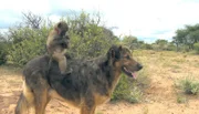 Die beliebtesten Reittiere für Paviankinder sind Hunde.