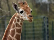 Giraffenkind Susi im Tierpark Berlin.