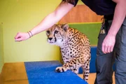 Ein Gepard wird im Schulungsraum trainiert.