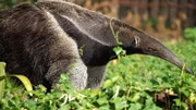 Der Große Ameisenbär ist nahezu blind, kann sich aber durch seine geschulte Nase orientieren und Termitenarten voneinander unterscheiden.