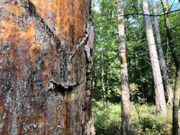 Alter Pechbaum.