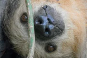 Sensation im Faultiergehege: Der Nachwuchs ist da! Und was niemand erwartet hatte - Bimba hat nicht nur ein Baby bekommen, sondern Zwillinge. So etwas kommt selbst in der Natur fast nie vor. Das Problem nur, die Faultiermutter kann sich nur um ein Kind kümmern. Darum ist Tierärztin Kirstin unverhofft zur Ersatzmama von Luca geworden.