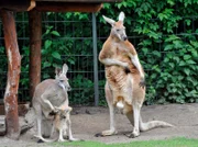Rotes Riesenkänguru im Berliner Zoo.