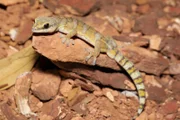 A velvet gecko perched up on some rocks.