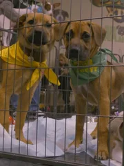 (DOG BOWL) Puppies at Dog Bowl.