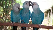 Heute ist ein besonderer Tag für den jungen Spix-Ara, den Kurator Matthias höchstpersönlich mit der Hand aufgezogen hat. Der wohl seltenste Vogel der Welt soll heute das Fliegen lernen. Wie wird sich der blaue Papagei wohl bei seiner allerersten Flugstunde anstellen?