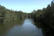In den 1960er Jahren war der Park am Lane Cove River im konservativen Sydney der Zufluchtsort heimlicher Liebespaare.