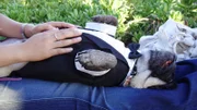Pug in a suit.