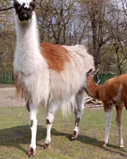 Lama mit Jungtier auf dem Freigelände des Berliner Tierparks.
