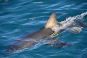 Shark fin out of water.