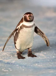Amundsen (gespielt von Pinguin Charly) lädt zu einer spannenden Abenteuerreise ein.