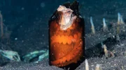 Da Kraken schon früh in der Evolution ihre schützenden Panzer verloren, sind sie stets auf der Suche nach einer Schale mit perfekter Passform.