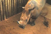 Ein LKW siedelt heute vier Nashörner von einer Farm in Südafrika nach Naua Naua.
